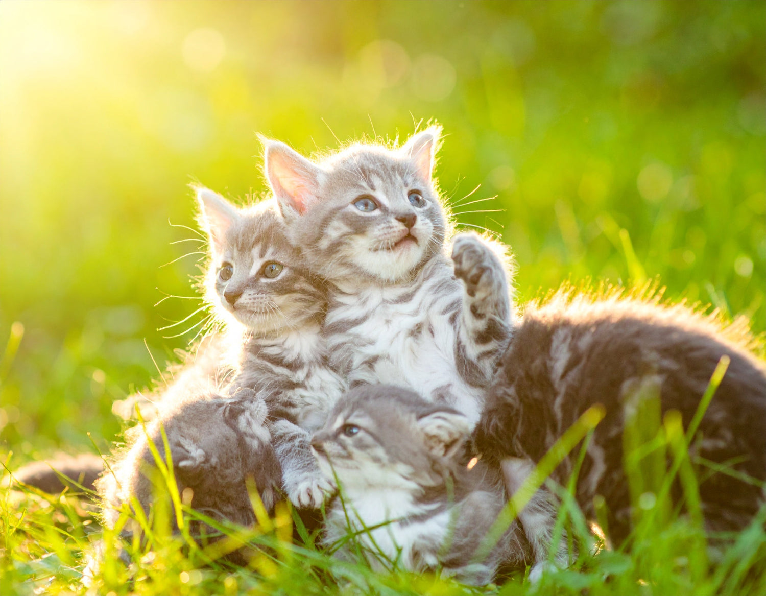 Cats